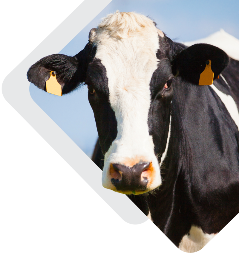 Large Animal Duggan Vet